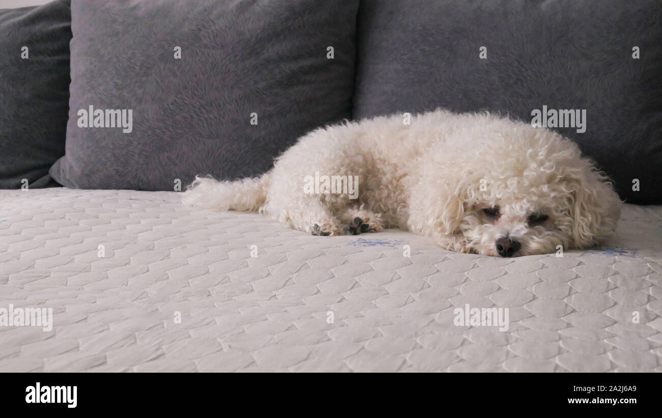 White Bichon Frise on white comforter on bed in bedroom Stock Photo Alamy