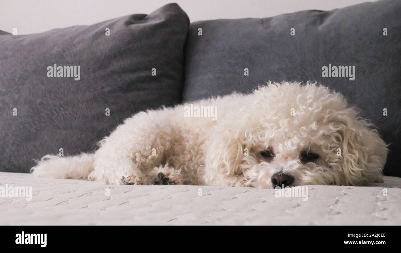 Closeup Bichon Frise dog on bed Stock Photo Alamy