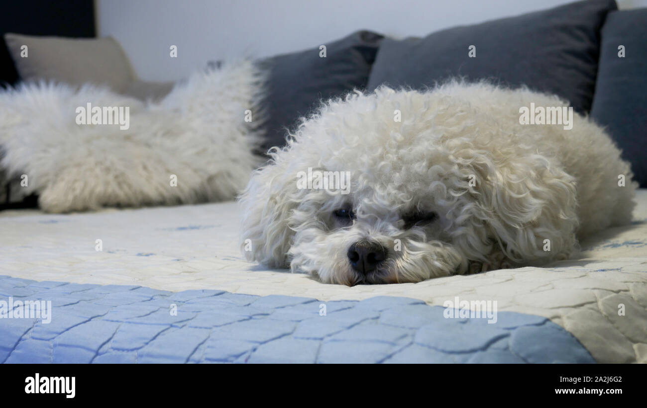 Adorable portrait of a sleepy lying Bichon Frise dog on a bed Stock