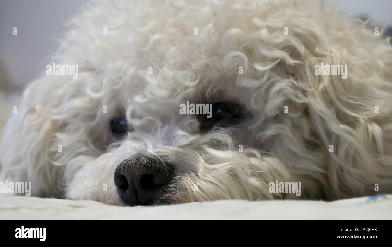 Closeup profile of Bichon Frise in bed Stock Photo Alamy