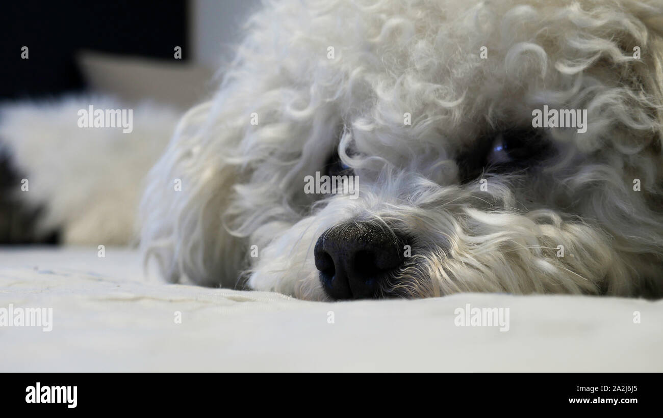 Adorable portrait of a sleepy lying Bichon Frise dog on a bed Stock