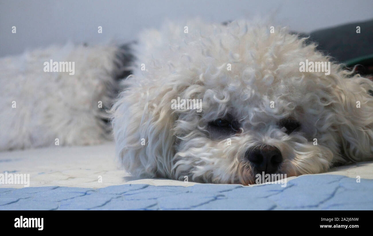 Closeup Bichon Frise dog on bed Stock Photo Alamy