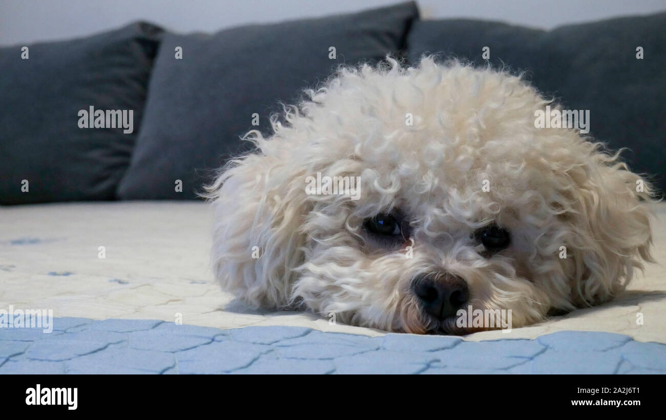 Closeup Bichon Frise dog on bed Stock Photo Alamy