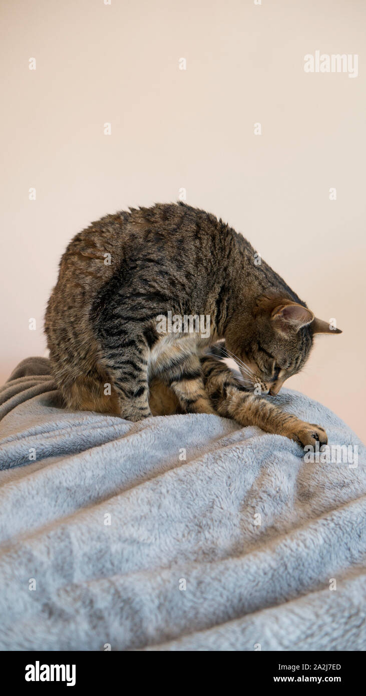 Striped cat licked itself Stock Photo Alamy