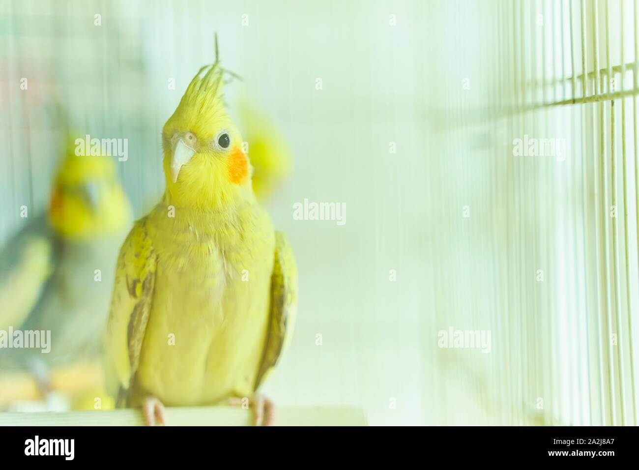 Yellow parrot Corella sitting swinging in a cage next to other birds