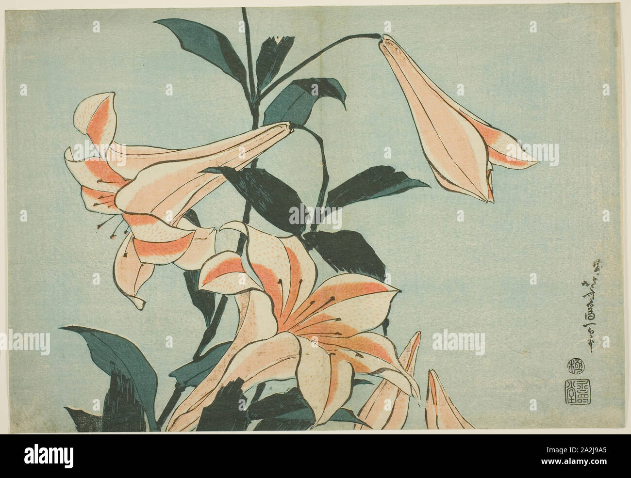 Lilies, from an untitled series of Large Flowers, c. 1833/34
