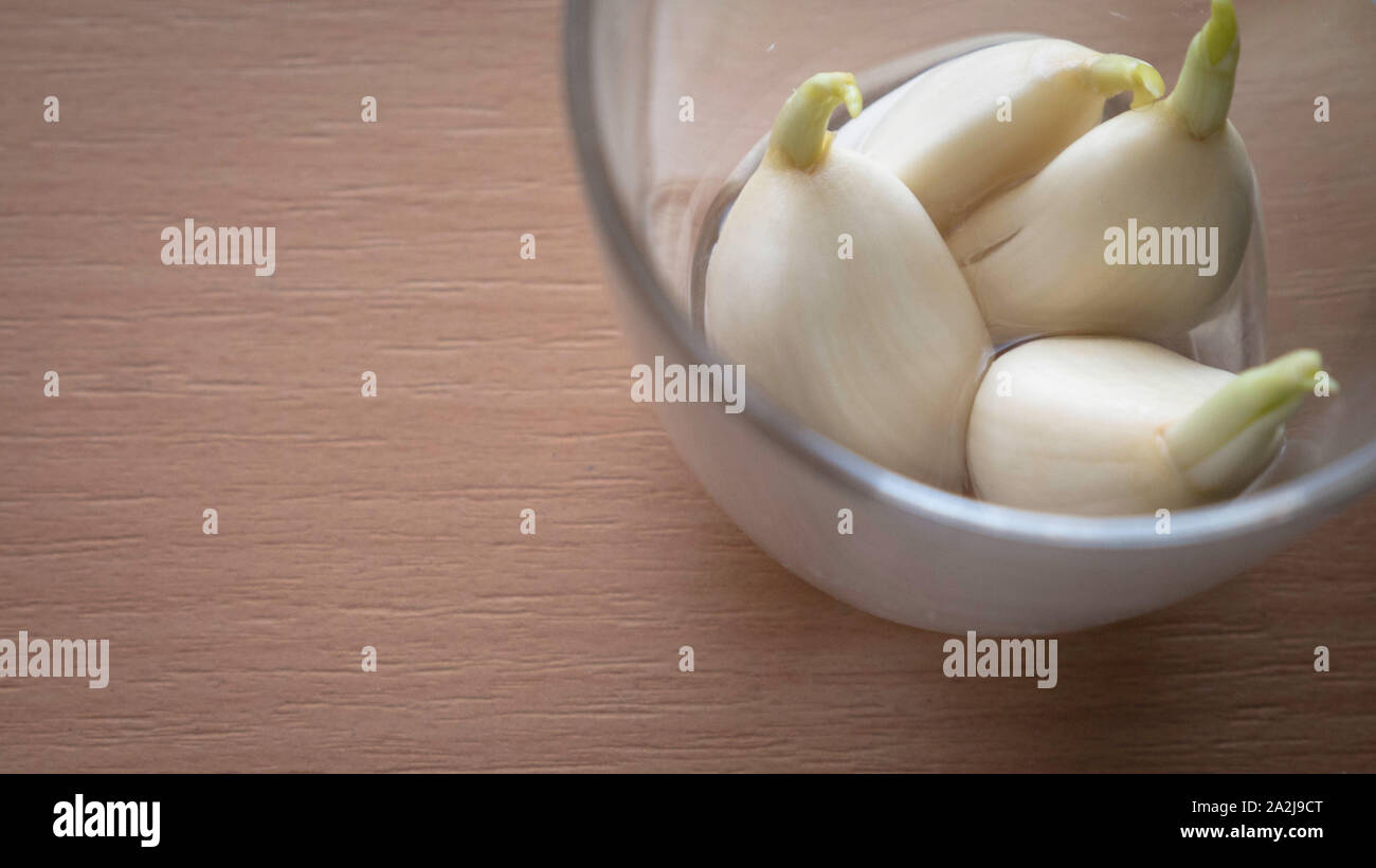 Cloves of garlic sprouting roots and green stems, growing in a glass