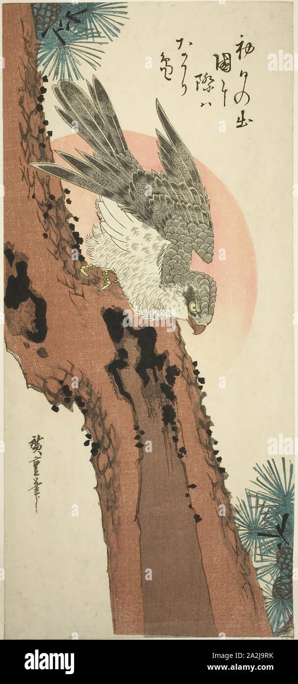 Falcon on a Pine Tree with the Rising Sun, c. 1835, Utagawa Hiroshige 歌川 広重, Japanese, 1797-1858, Japan, Color woodblock print, otanzaku, 38.4 x 17.5 cm (15 x 6 3/4 in Stock Photo