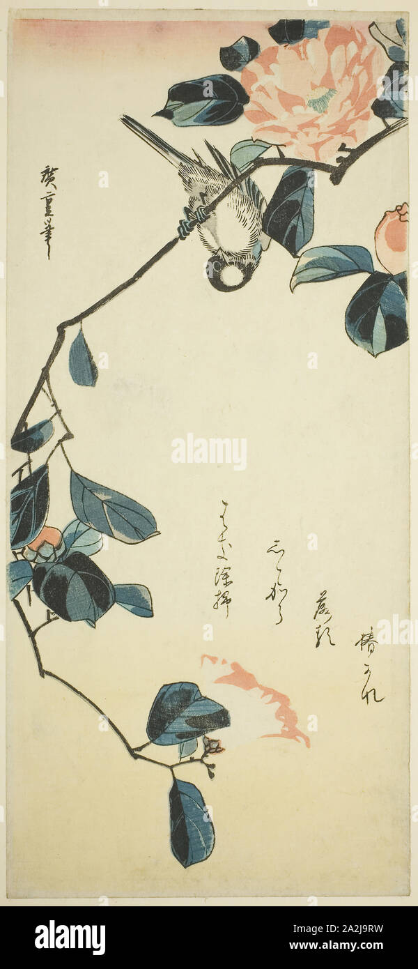 Bullfinch on camellia branch, early 1830s, Utagawa Hiroshige 歌川 広重, Japanese, 1797-1858, Japan, Color woodblock print, otanzaku, 38 x 17.3 cm (15 x 6 3/4 in Stock Photo