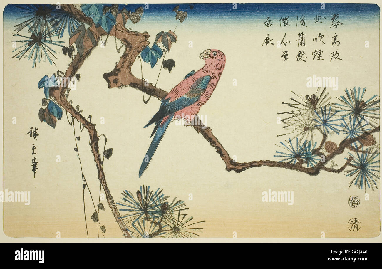 Macaw on pine branch, c. 1840/44, Utagawa Hiroshige 歌川 広重, Japanese, 1797-1858, Japan, Color woodblock print, aiban, 22 x 34 cm Stock Photo