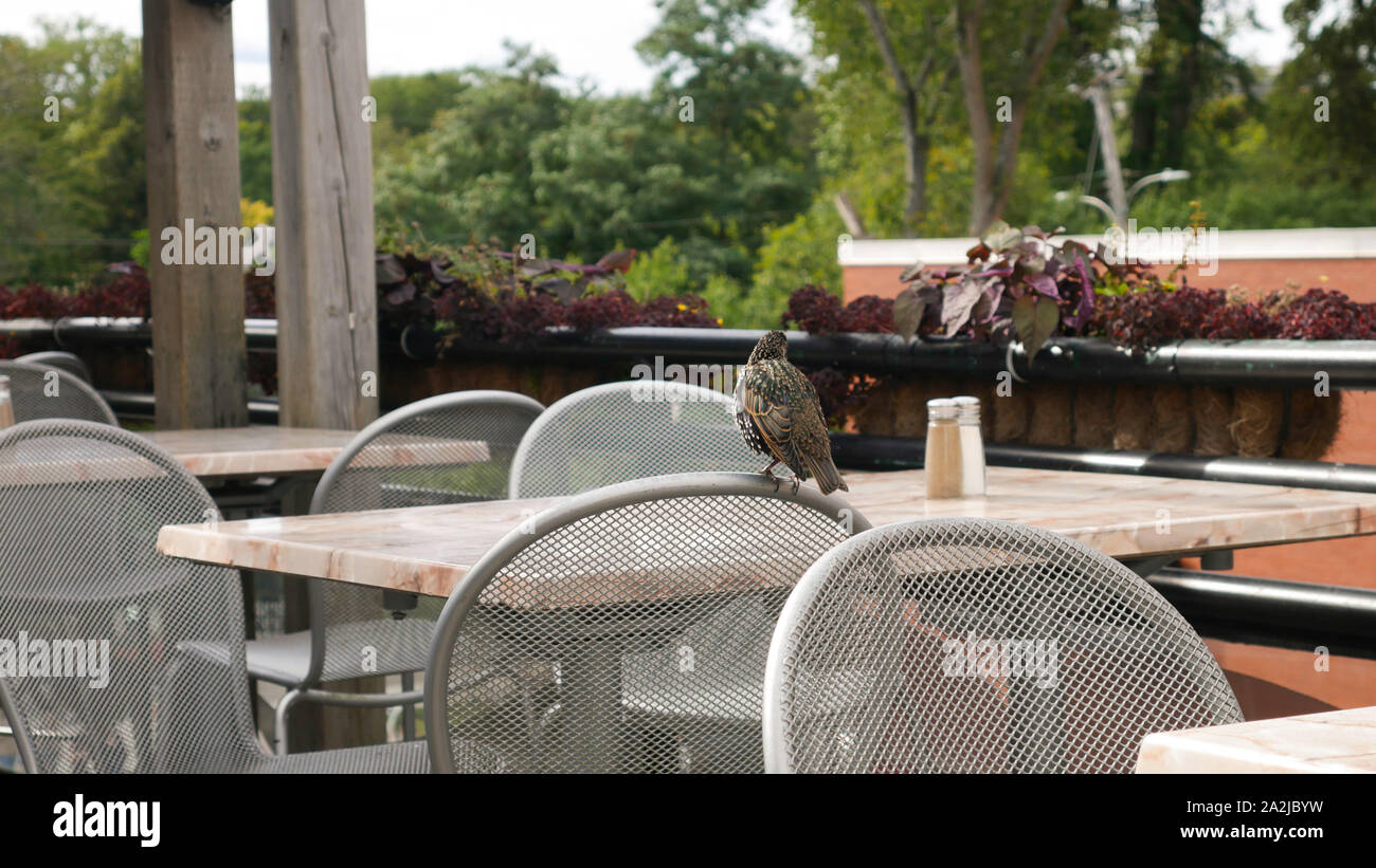 Common Starling at the front of the chair in the cafe garden Stock Photo