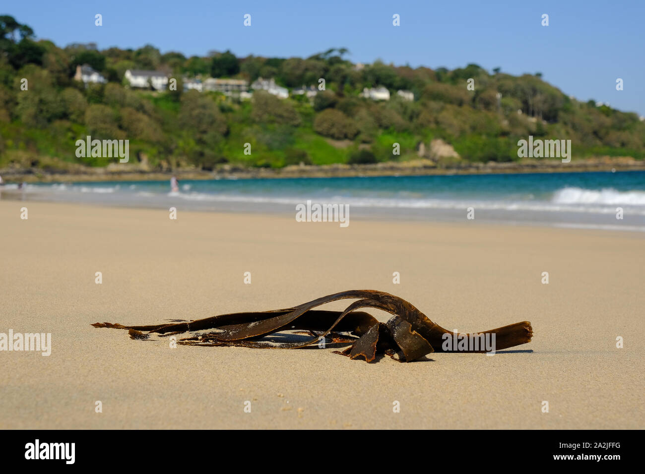 Seaweed on the beach at Carbis Bay in Cornwall Stock Photo