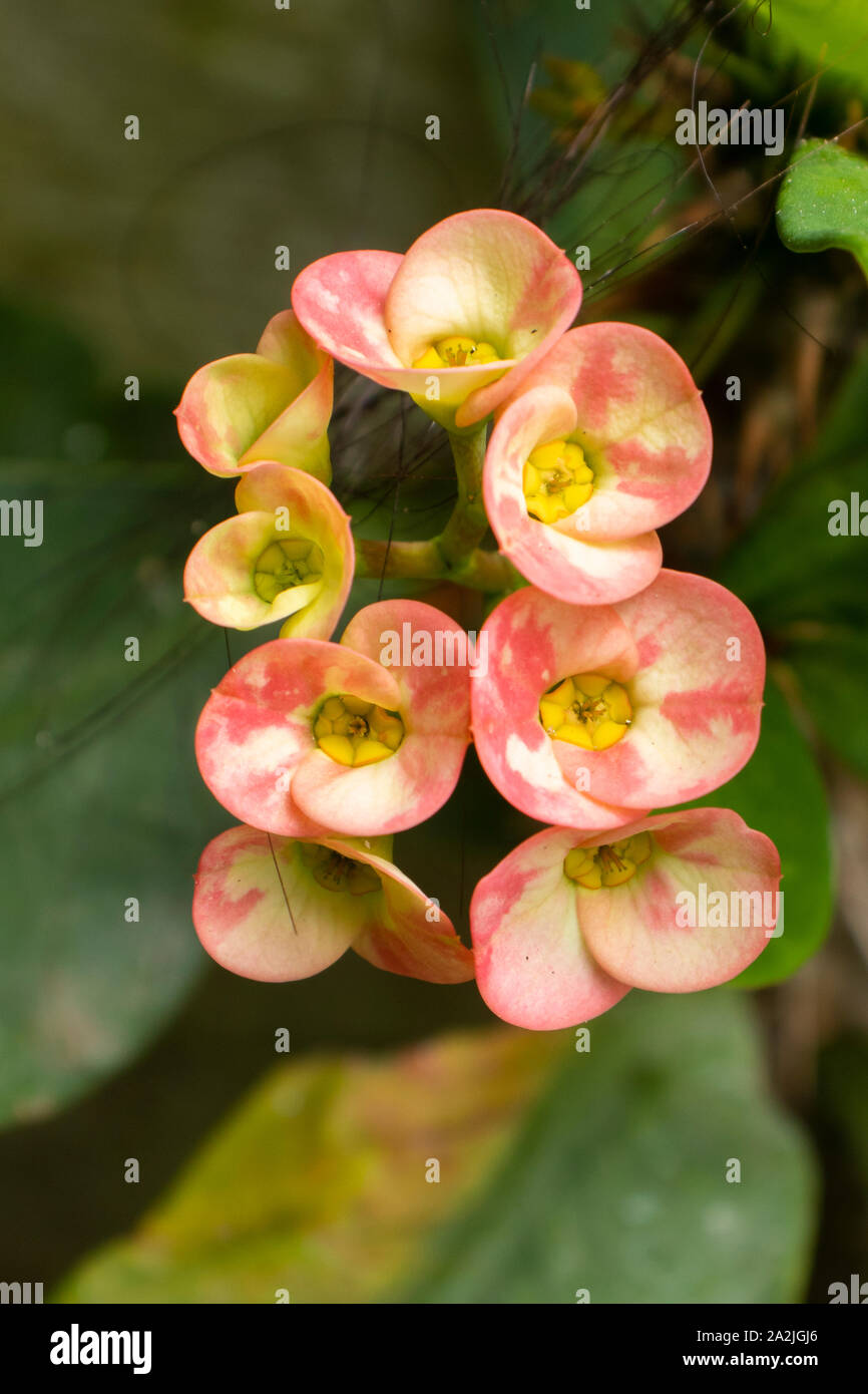 crown of thorns, red flower, blossoming, in the garden. Stock Photo