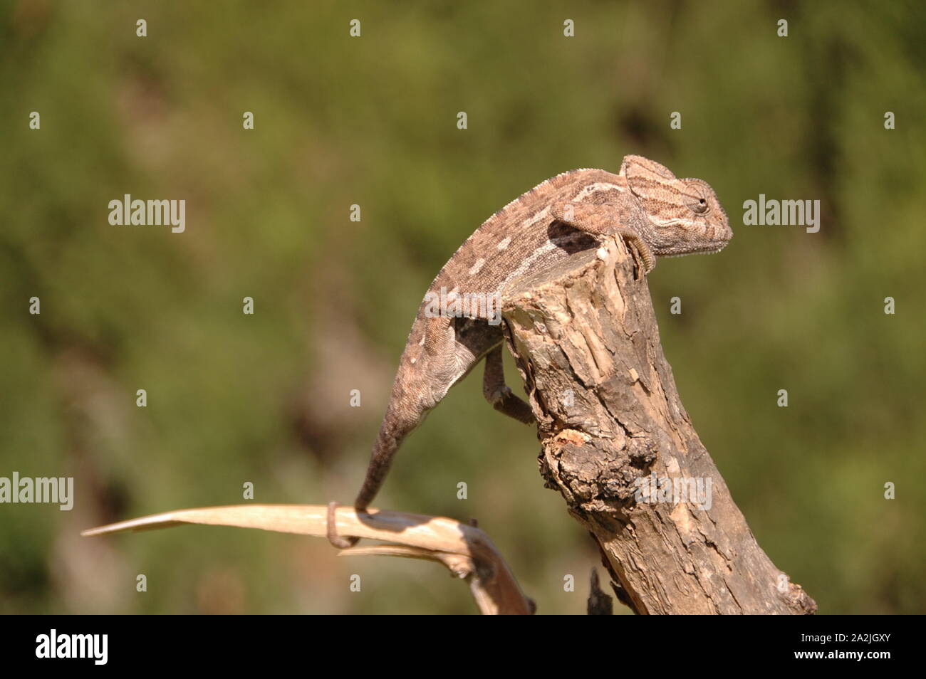 Chameleon species in extinction in malaga on a branch Stock Photo