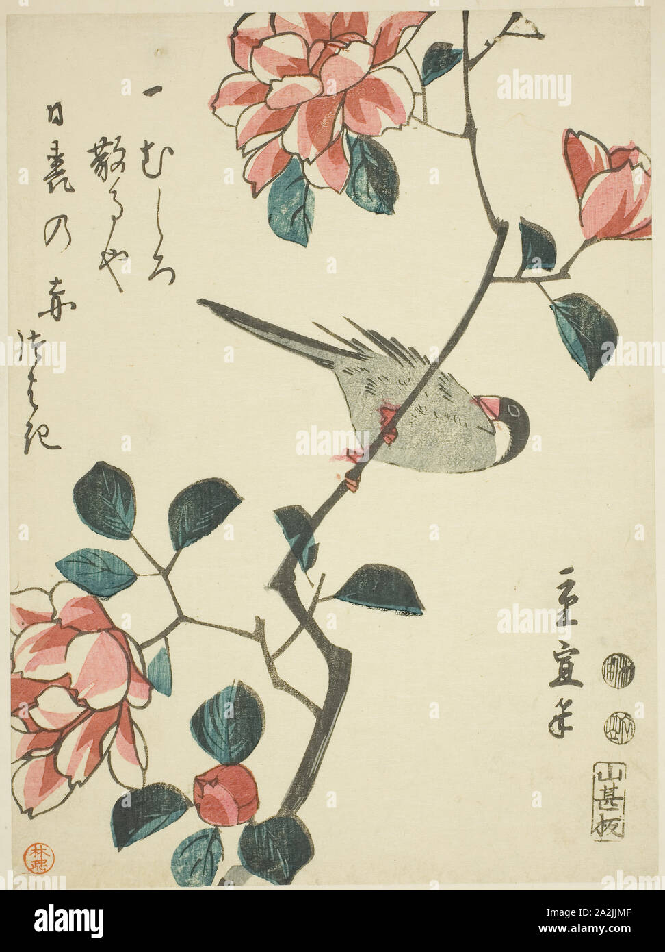 Sparrow on camellia branch, c. 1847/52, Utagawa Hiroshige II (Shigenobu), Japanese, 1826–1869, Japan, Color woodblock print, koban, 22 x 16.3 cm (8 3/4 x 6 3/8 in Stock Photo
