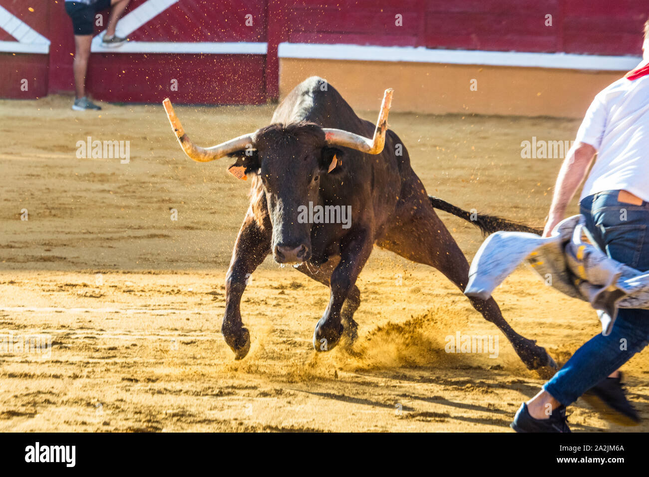 Angry bull inside the bullring after the running of the bulls (Encierro) during the Fiestas de Santa Ana, Tudela, Spain Stock Photo