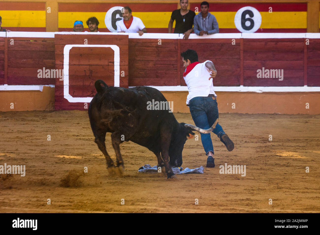 Angry bull inside the bullring after the running of the bulls (Encierro) during the Fiestas de Santa Ana, Tudela, Spain Stock Photo