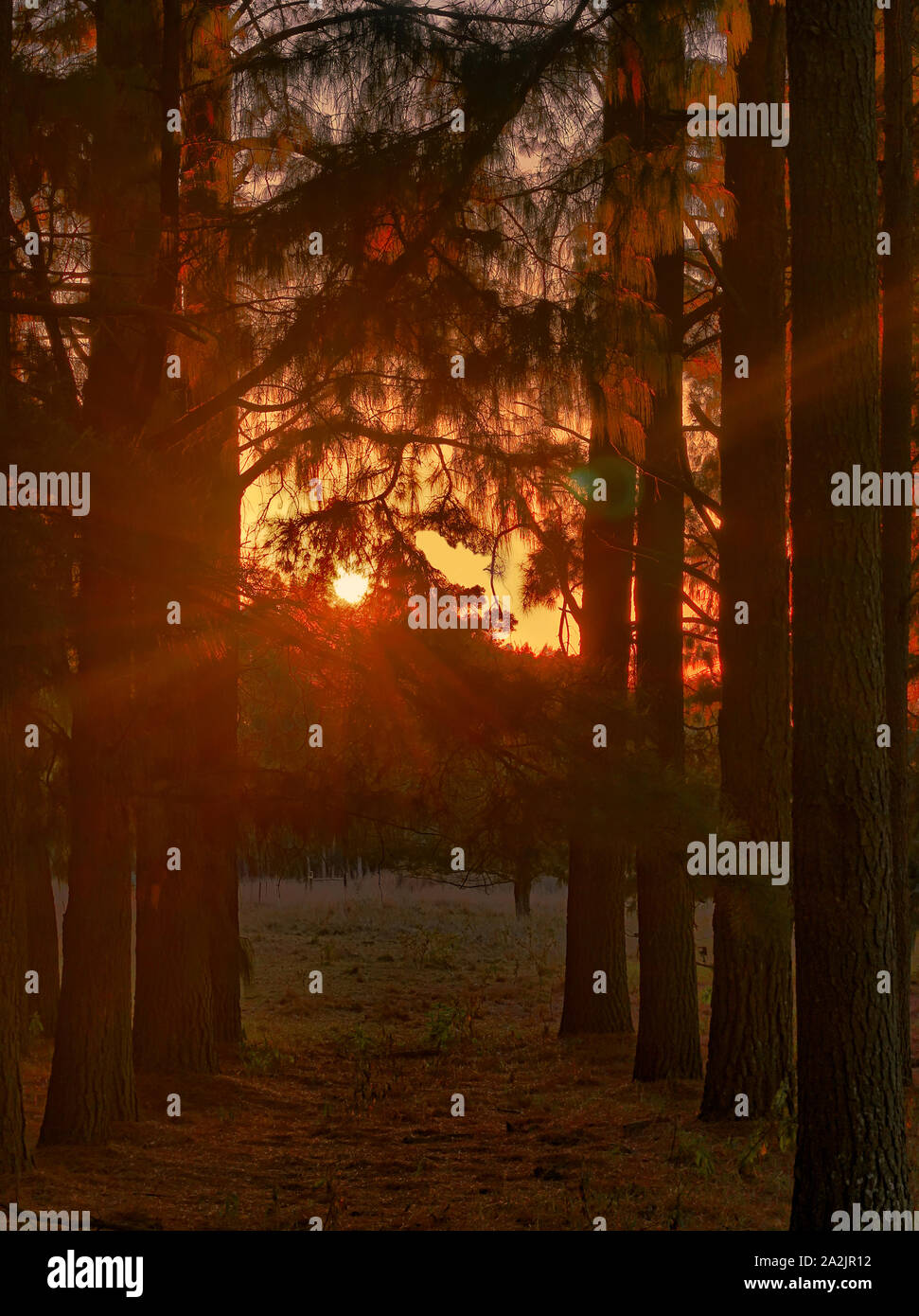 Sunrise on Trees Stock Photo