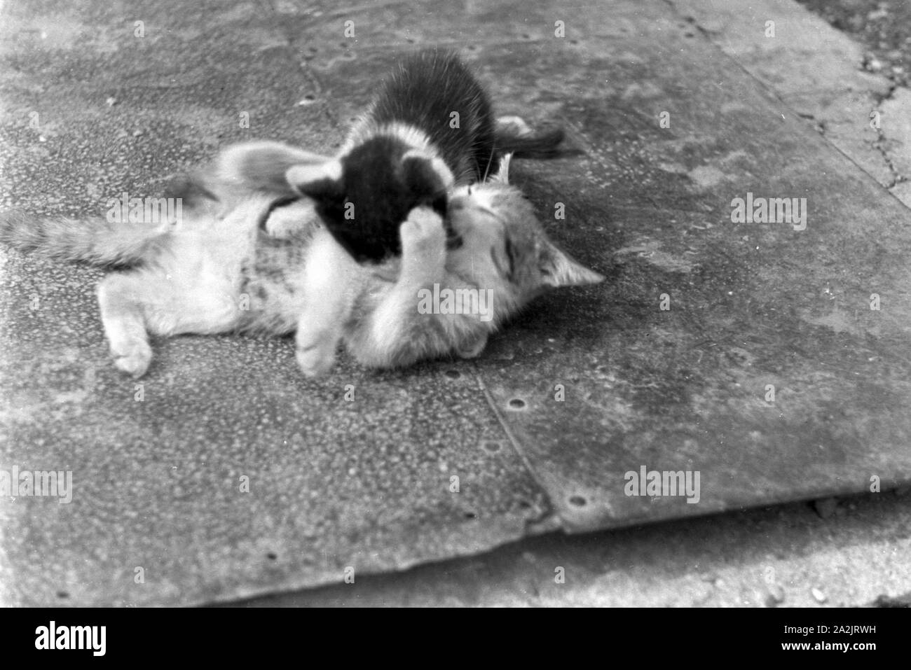 Katzen spielen miteinander, Deutschland 1930er Jahre. Cats playing with each other, Germany 1930s. Stock Photo