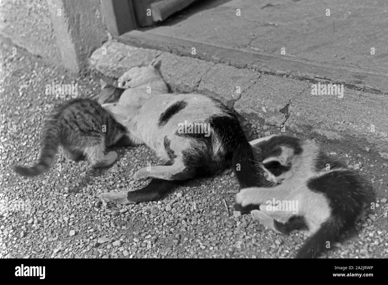 Katzen spielen miteinander, Deutschland 1930er Jahre. Cats playing with each other, Germany 1930s. Stock Photo