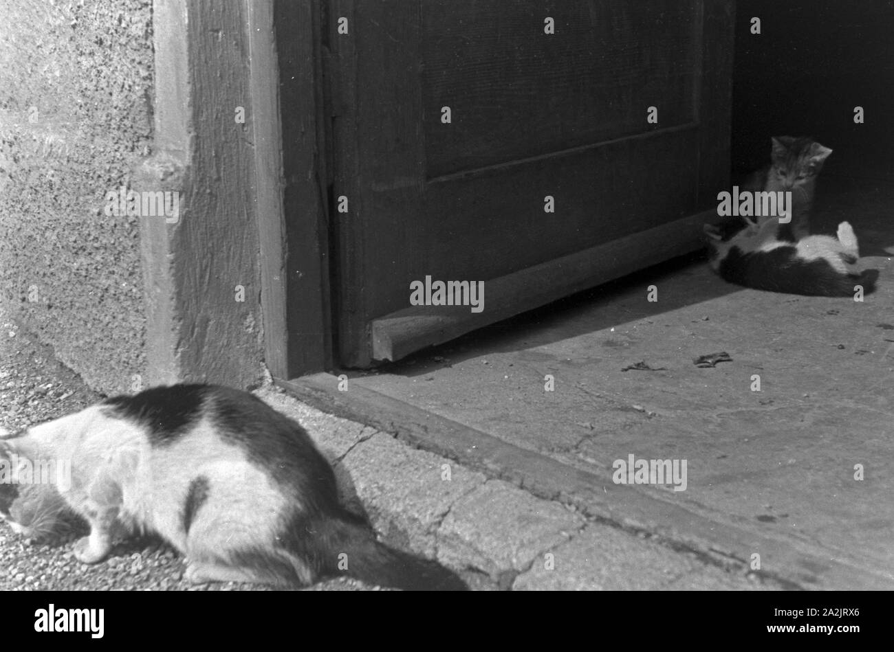 Katzen spielen miteinander, Deutschland 1930er Jahre. Cats playing with each other, Germany