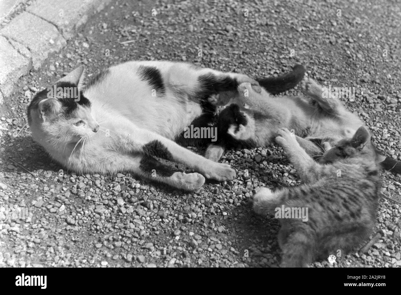 Katzen im Urlaub, Deutschland 1930er Jahre. Cats you see on vacation, Germany 1930s. Stock Photo