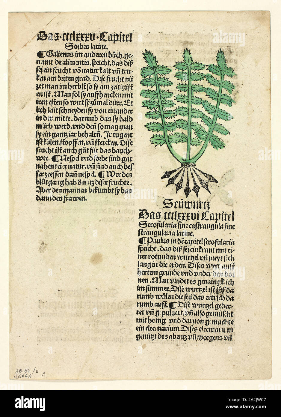 Figwort (recto), and Bloodroot (verso), from Gart der Gesundheit (Garden of Health), Plate 11 from Woodcuts from Books of the 15th Century, c. 1499, portfolio assembled 1929, Unknown Artist  (Augsburg, 15th century), printed and published by Johann Schönsperger the Elder (German, c. 1455–1521), original text by Johann Wonnecke von Cube (German, c. 1430–1503), portfolio text by Wilhelm Ludwig Schreiber (German, 1855–1932), Germany, Woodcut in black with hand-colored additions and letterpress in black (recto and verso) on cream laid paper, tipped onto cream wove paper mat, 110 x 63 mm (image Stock Photo