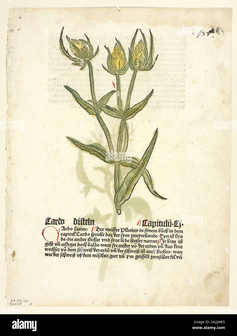 Thistle (recto) and Thistle buds (verso) from Gart Der Gesundheit (also called Hortus sanitatis, or Garden of Health), Plate 32 from Woodcuts from Books of the 15th Century, 1485, portfolio assembled 1929, Attributed to Erhard Reuwich (Dutch, c. 1455–c. 1490), printed and published by Peter Schöffer (German, c. 1425–c. 1503), original text by Johann Wonnecke von Cube (German, c. 1430–1503), portfolio text by Wilhelm Ludwig Schreiber (German, 1855–1932), Netherlands, Woodcut in black with hand-colored additions and letterpress in black with rubrication (recto and verso) on cream laid paper Stock Photo