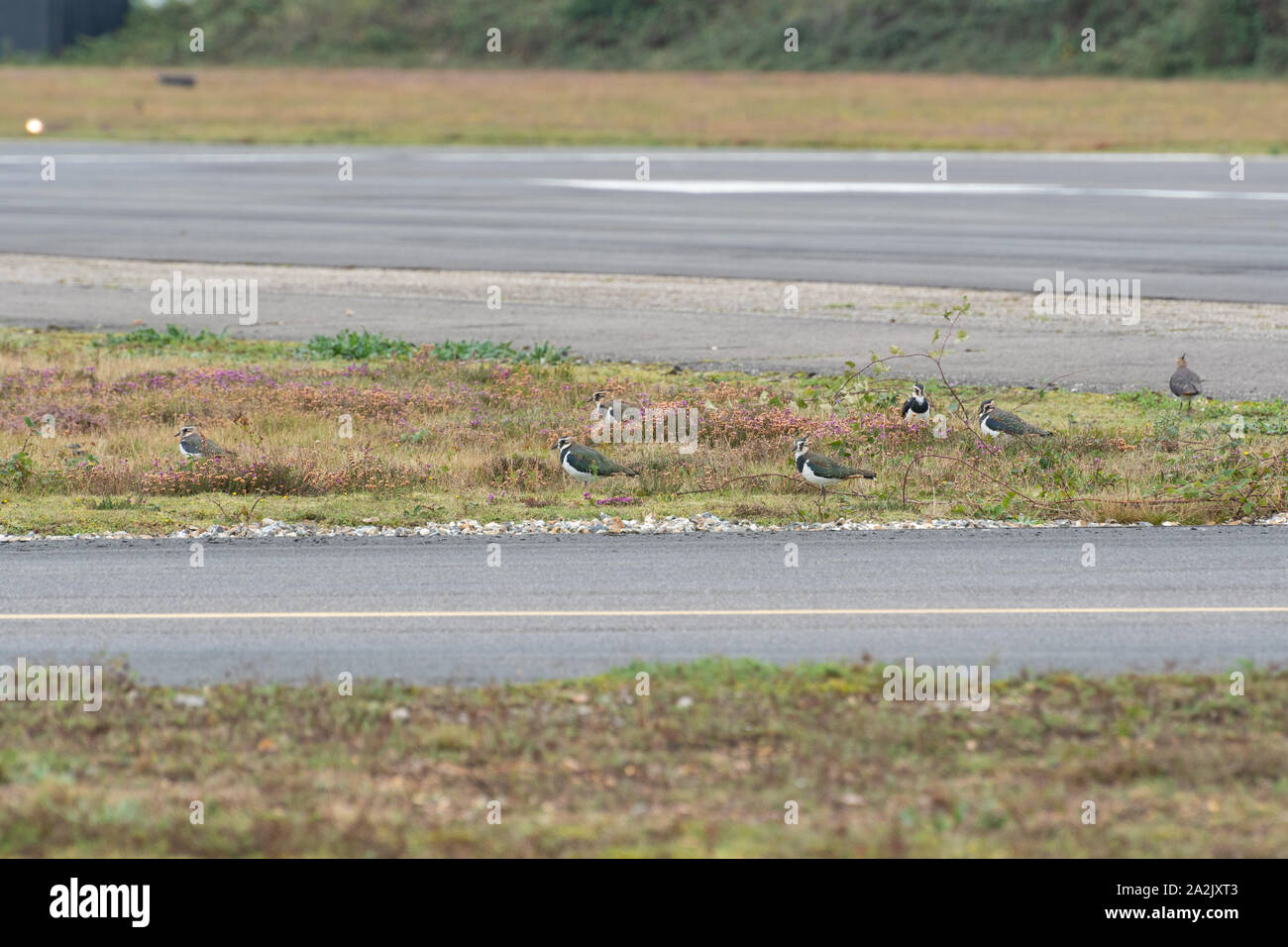 Small flock of lapwings on the grass beside the runway at Blackbushe Airport, UK Stock Photo