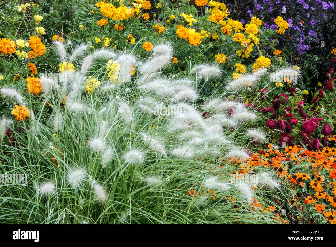 Ornamental grasses border grasses hires stock photography and images