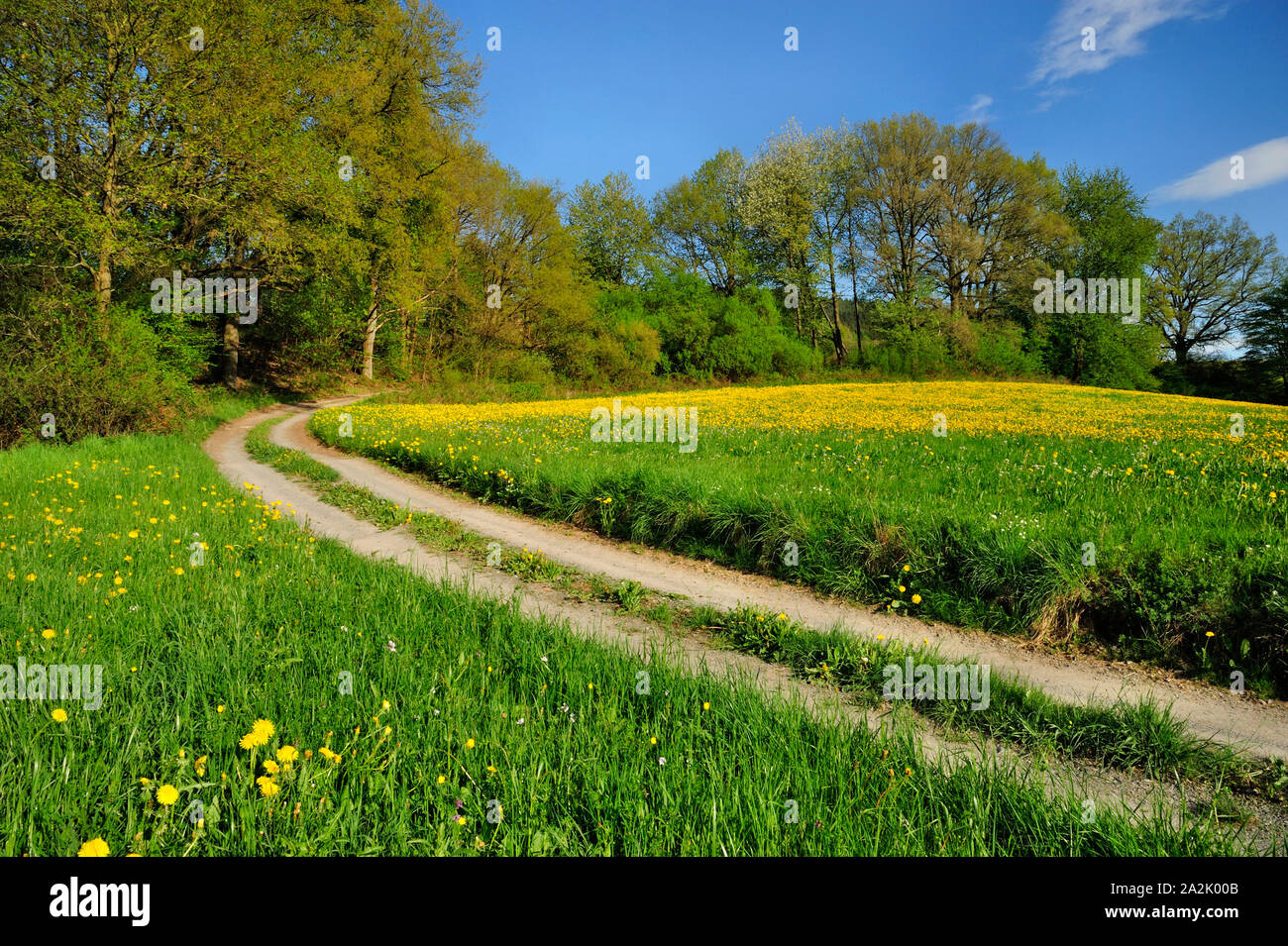 Field path between meadows with dandelion near Lauerbach (part of Erbach) in the Odenwald District, Hesse, Germany Stock Photo