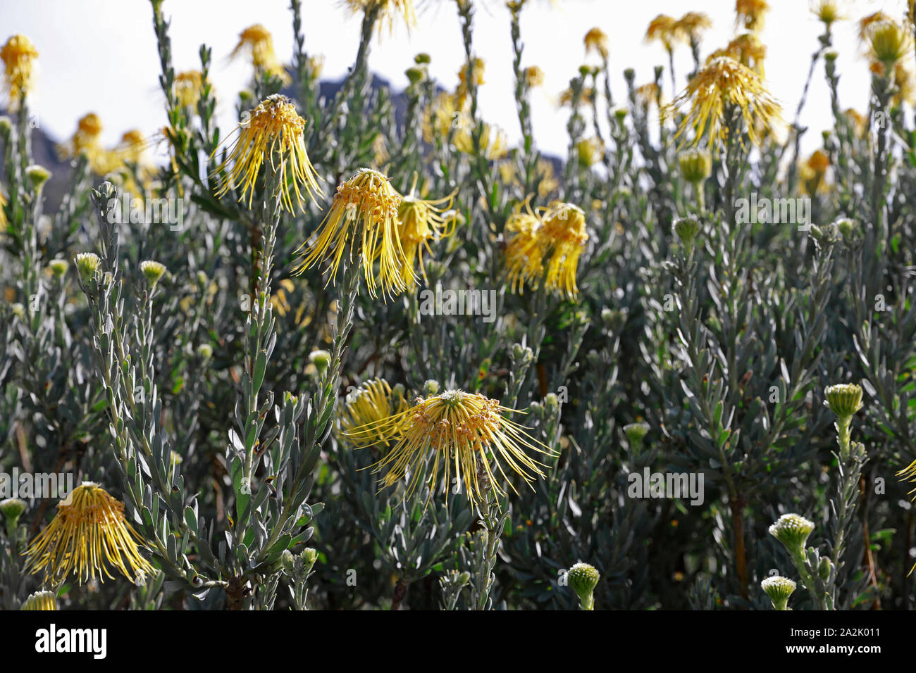 A skyrocket or rocket pincushion (  Leucospermum  reflexum var. luteum) in Kirstenbosch National Botanical Gardens in Cape Town, South Africa. Stock Photo