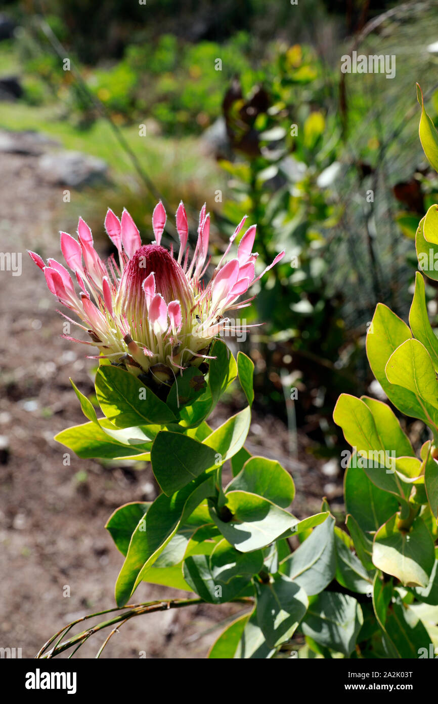 Protea eximia, a broad-leaved sugarbush, flowering in Kirstenbosch National Botanical Gardens in Cape Town, South Africa. Stock Photo