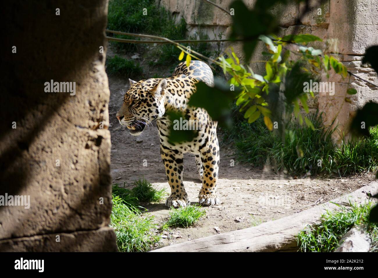 a leopard walking in a sunny day Stock Photo