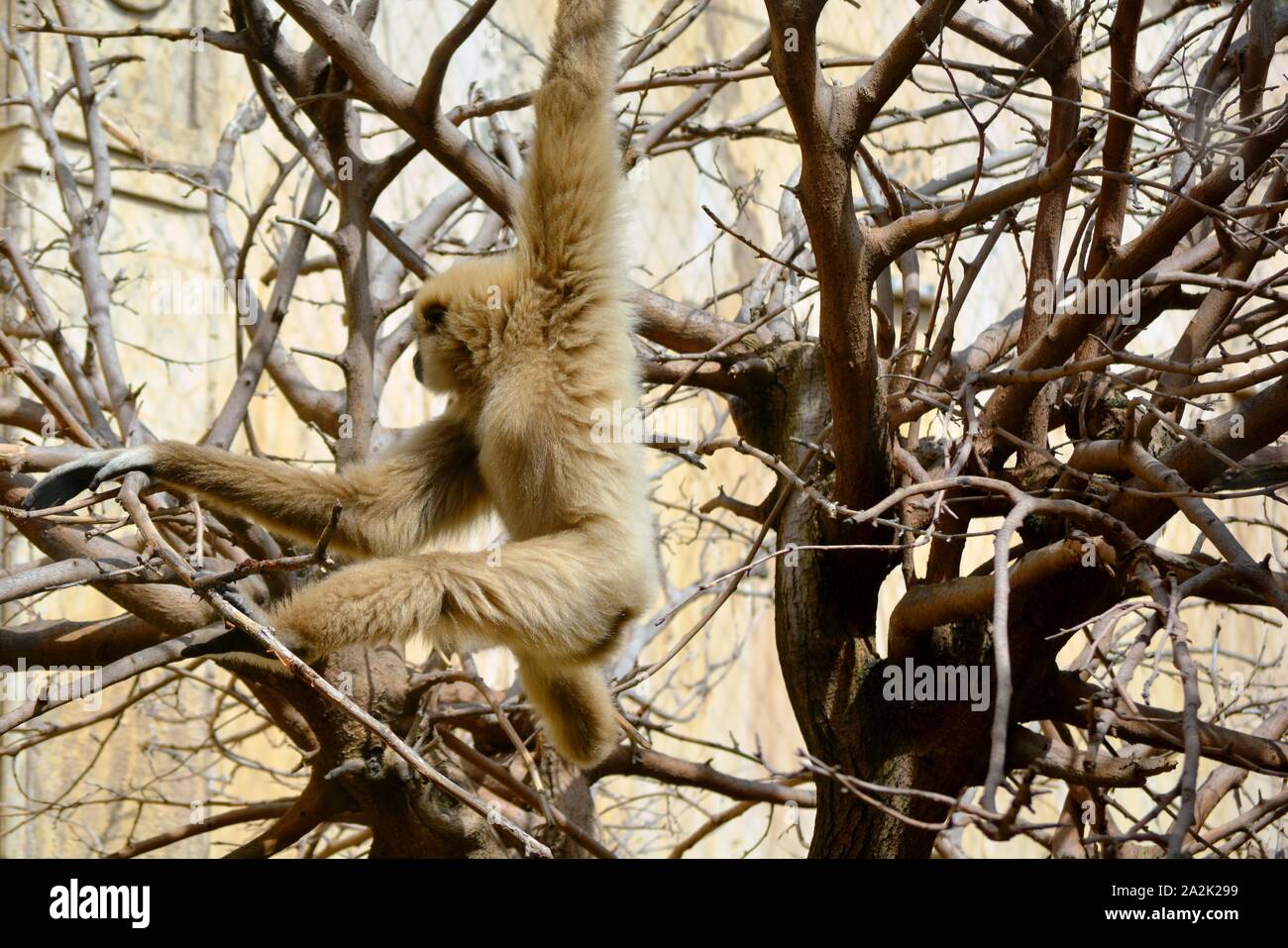 a white gibbon monkey jumping in the branches Stock Photo Alamy