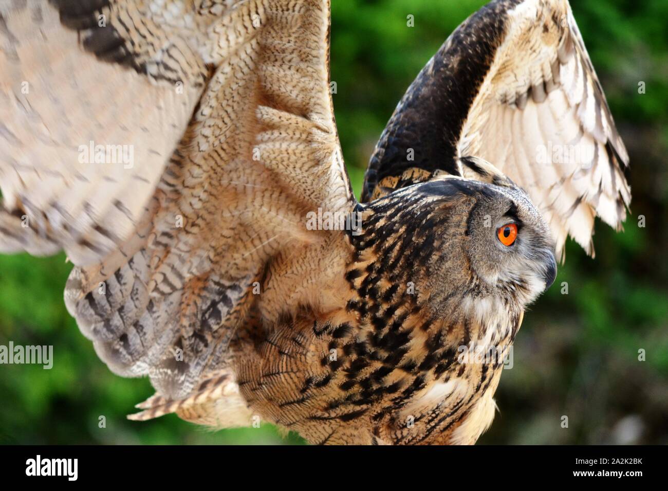 Owl open wings hi-res stock photography and images - Alamy