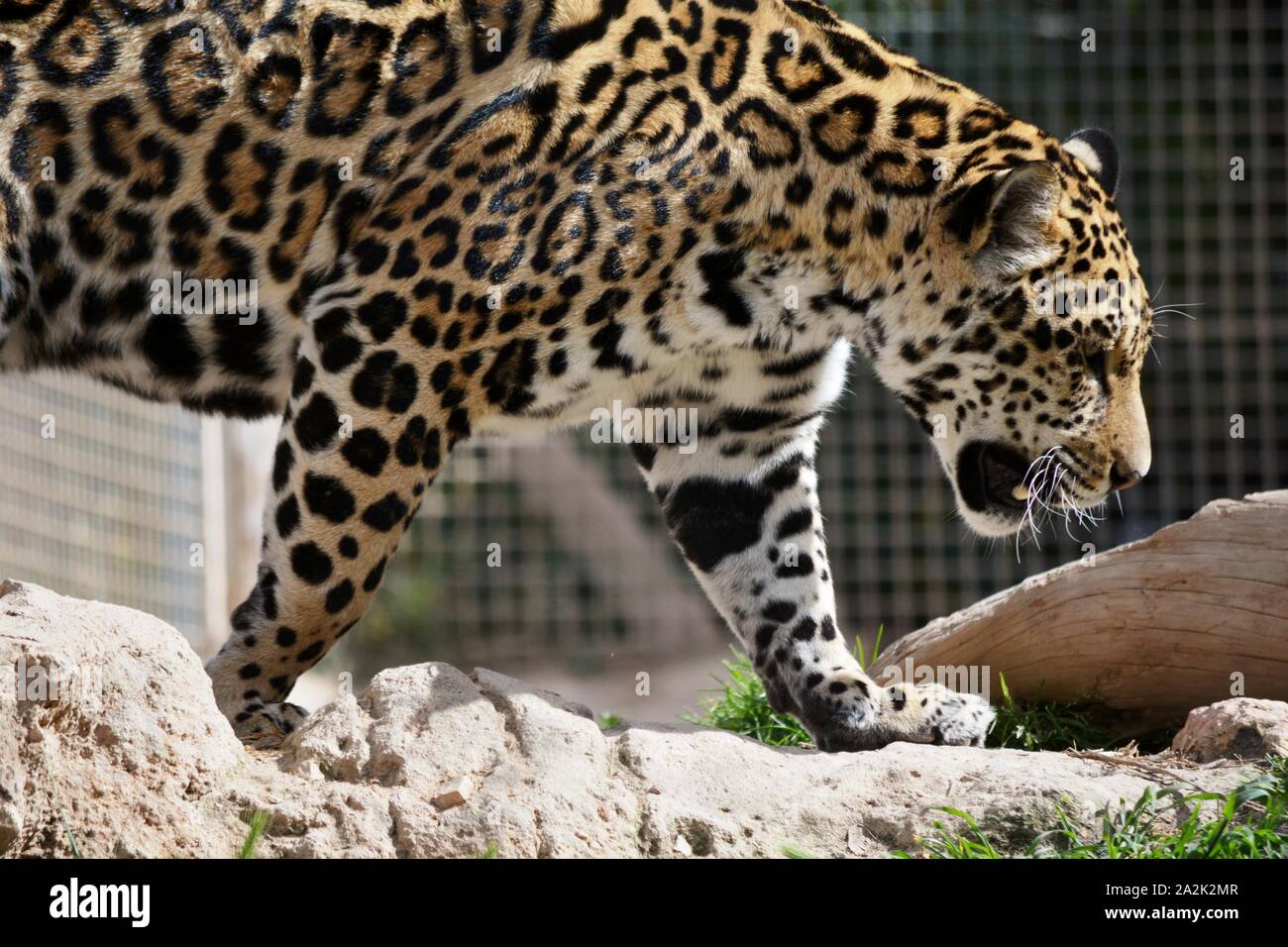 Leopard spots close up hi-res stock photography and images - Alamy