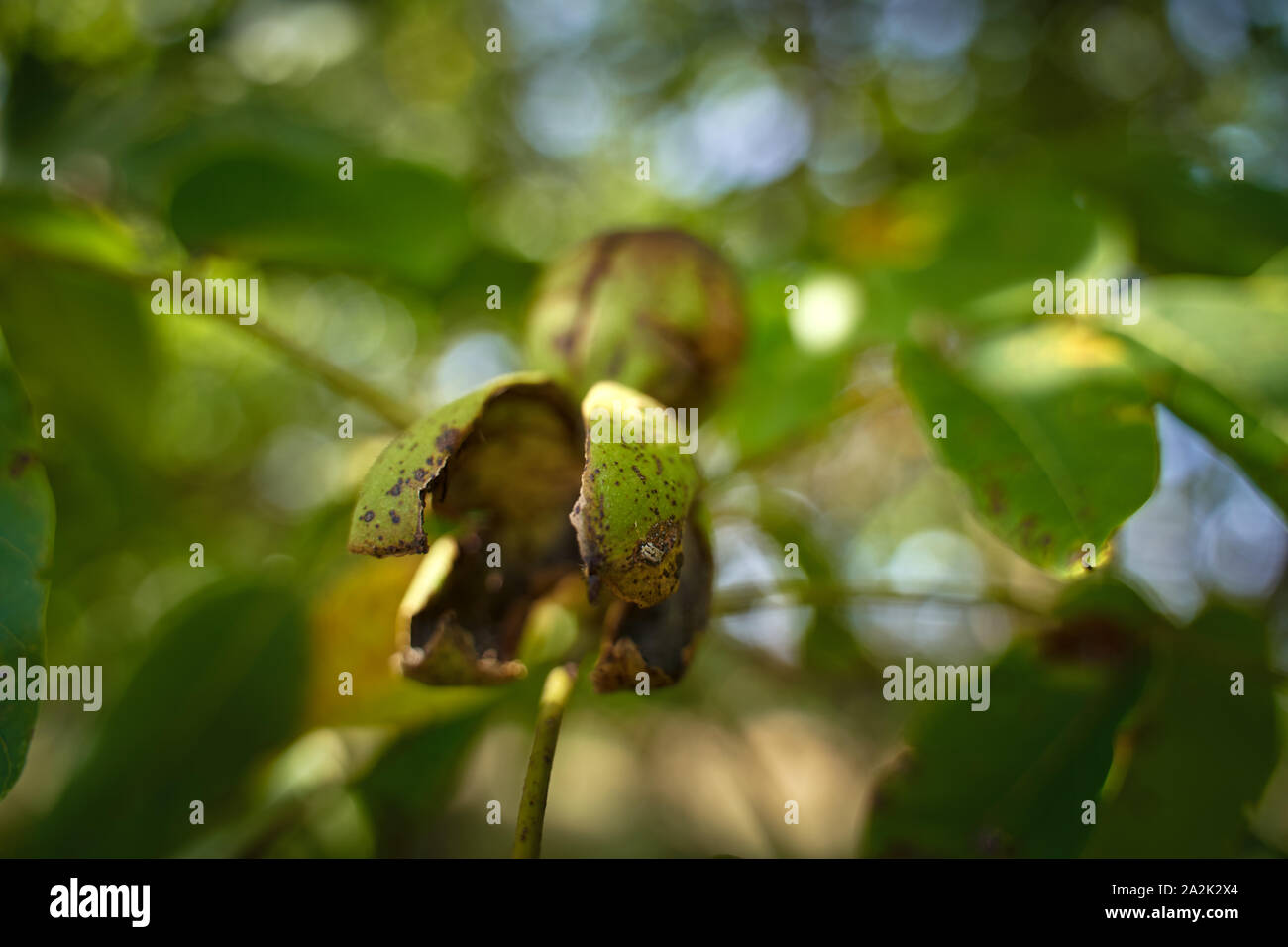 Ripen walnuts with cracked shell ready for harvest Stock Photo - Alamy