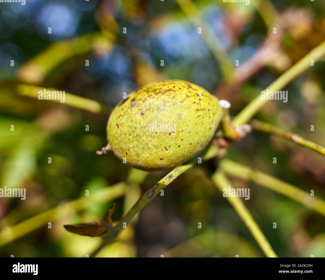 Ripen walnuts with cracked shell ready for harvest Stock Photo - Alamy
