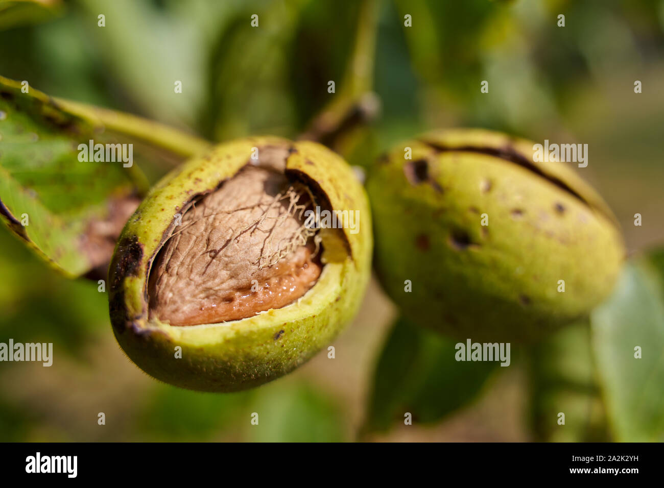 Ripen walnuts with cracked shell ready for harvest Stock Photo - Alamy