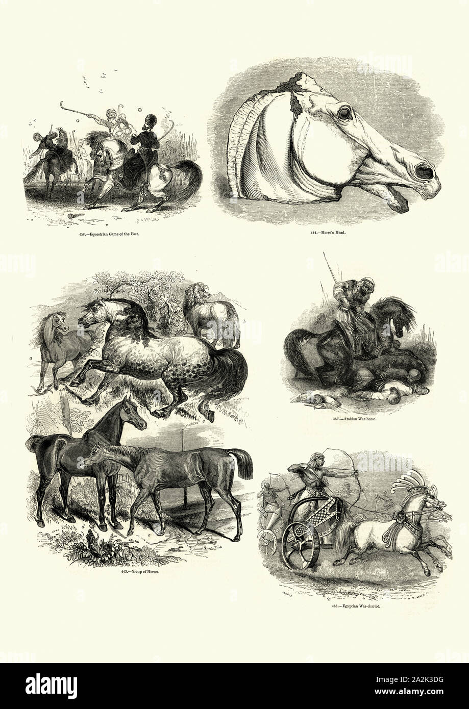 Vintage engraving of History of Horses, Polo, Arabian, egyptian war chariot. Pictorial Museum of Animated Nature Stock Photo