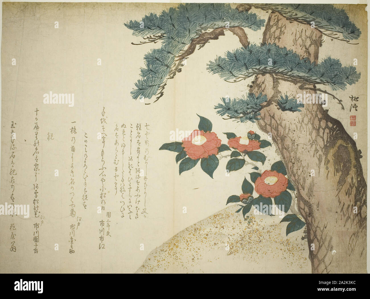 A Pine Tree and Camellias, c. 1815, Niwa Tokei, Japanese, 1760-1822, Japan, Color woodblock print, surimono, 54.8 x 40.7 cm Stock Photo