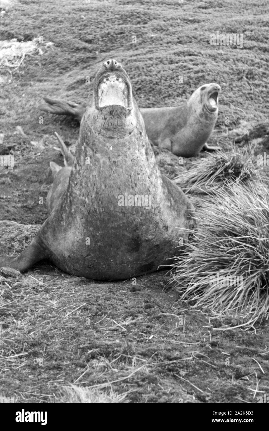 Walrösser bei Grytviken in Südgeorgien in der Antarktis, 1930er Jahr. Walruses near Grytviken in Sout h Georgia, 1930s. Stock Photo