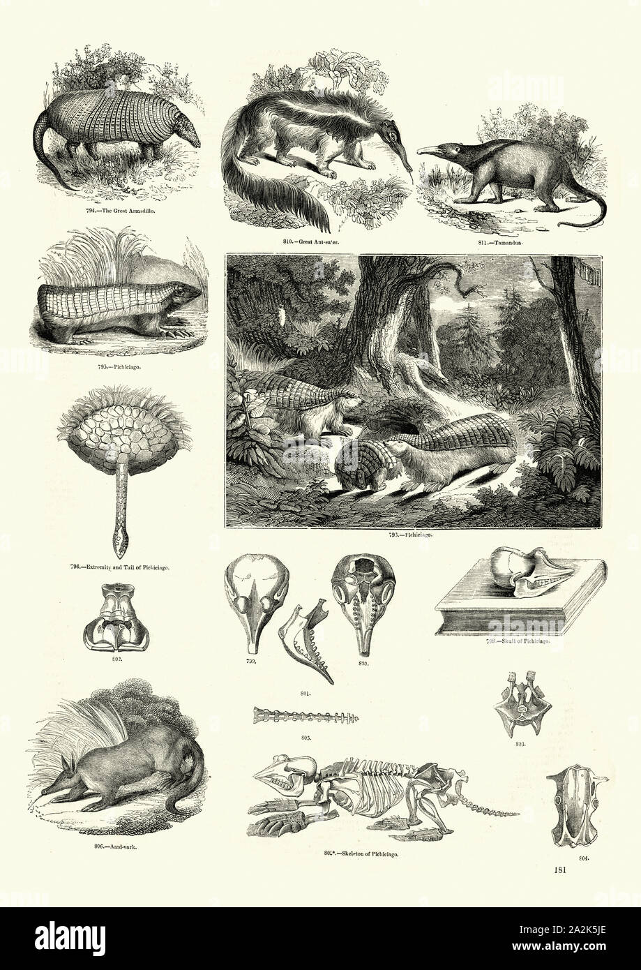 Vintage engraving of Nature, Aardvark, Anteaters, Armadillo Stock Photo