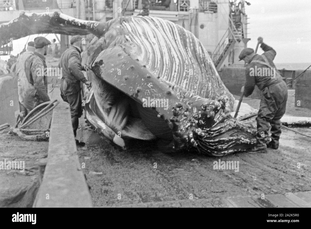 Ein erlegter Wal wird auf dem Dekc eines Schiffs der deutschen Walfangflotte direkt zerlegt, 1930er Jahre. A whale is dismantled on a German whaling ship, 1930s. Stock Photo