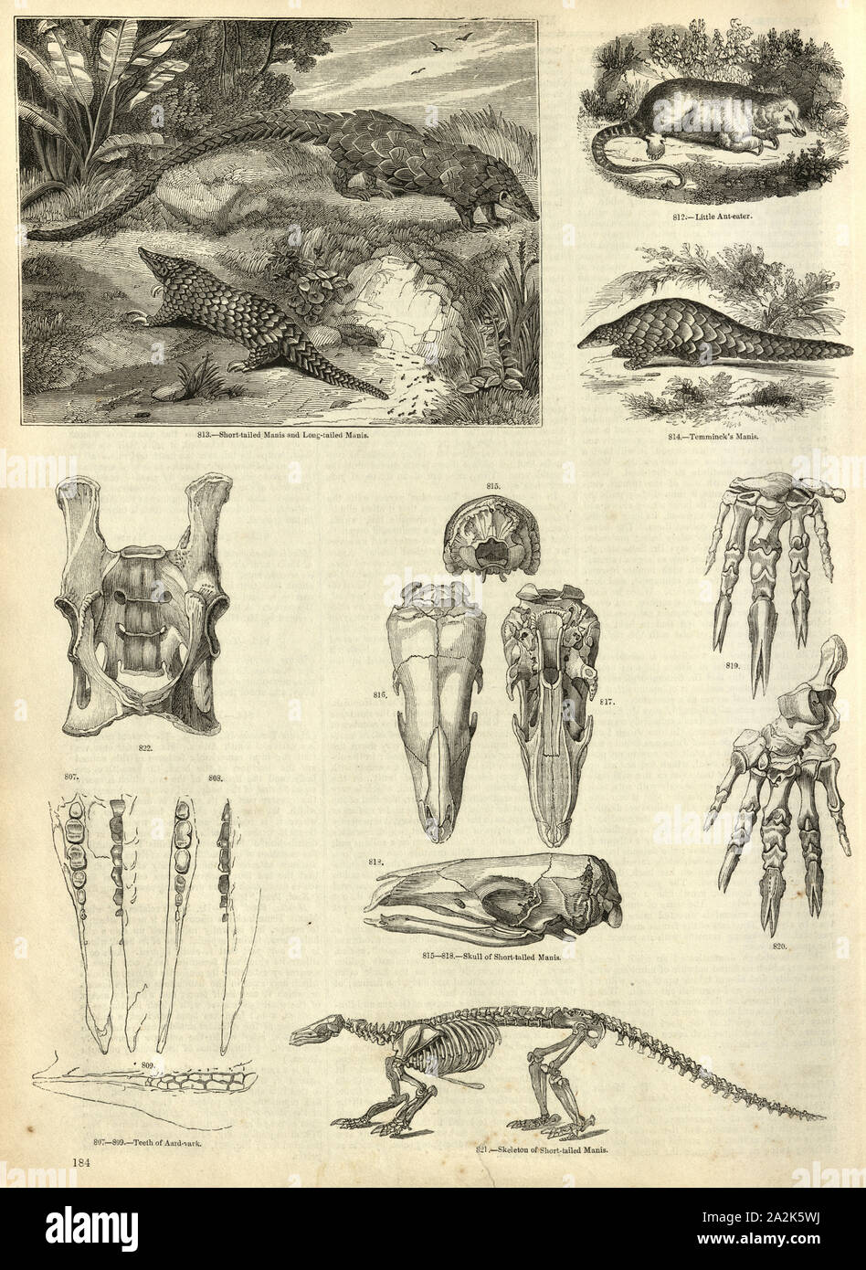 Vintage engraving of Pangolins or scaly anteaters, Manis, skull and skeletons Stock Photo