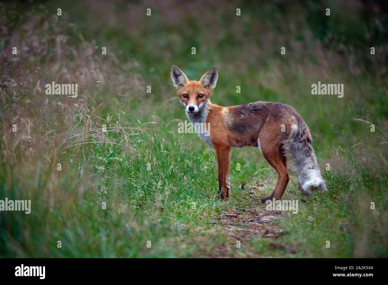 Red fox eat plant hires stock photography and images Alamy