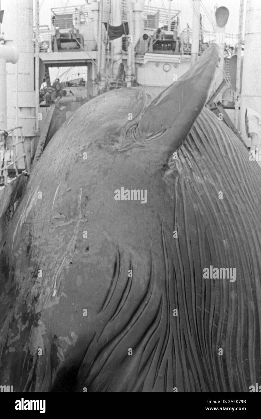 Ein Walkadaver wird an Bord des Fabrikschiffs 'Jan Wellem' zur Weiterverarbeitung gezogen, 1930er Jahre. A whale cadaver is pulled on board of the factory vessel 'Jan Wellem' for processing, 1930s. Stock Photo