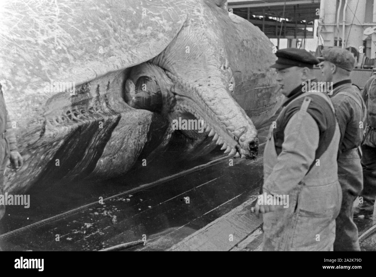 Männer der Besatzung des Fabrikschiffs 'Jan Wellem' kurz vor Beginn des Abflensens am Kiefer eines Walkadavers, 1930er Jahre. Crew members of the factory vessel 'Jan Wellem' before butchering at the mouth of a whale cadaver, 1930s. Stock Photo