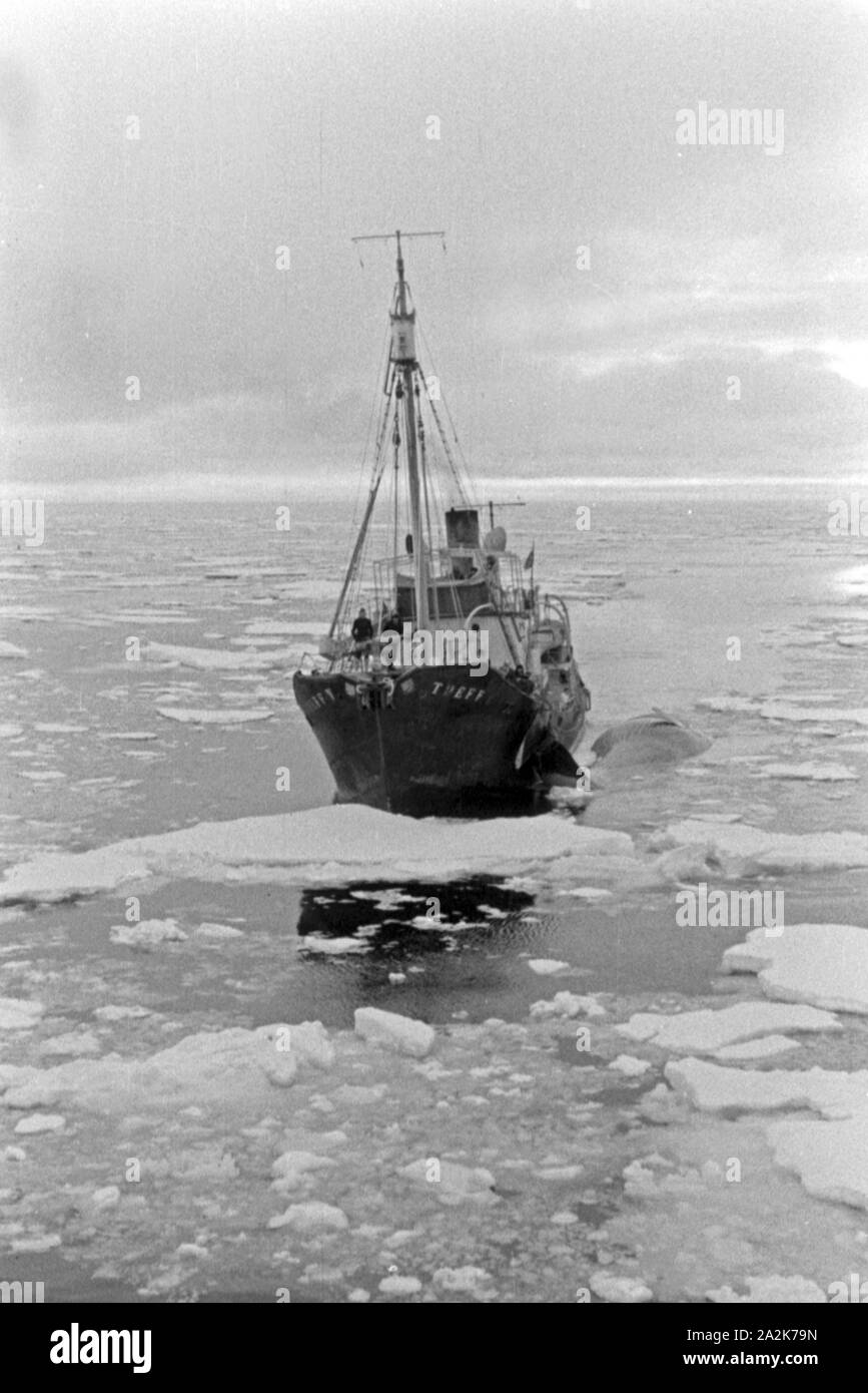 Fangboot 'Treff V' der deutschen Walfangflotte im Eismeer der Antarktis, 1930er Jahre. Whaling boat 'Treff V' of the German whaling fleet on the Antarctic Sea, 1930s. Stock Photo